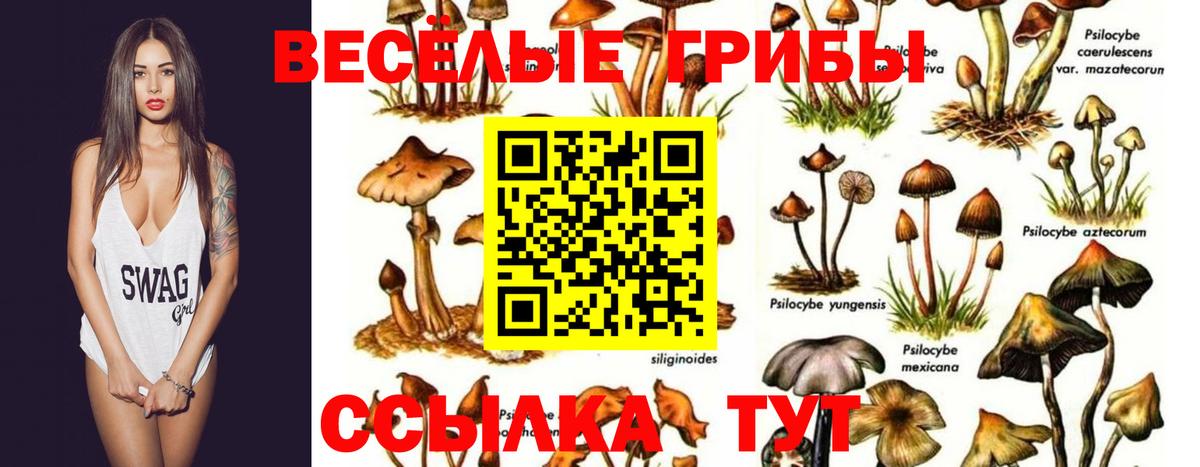 Псилоцибиновые грибы мицелий Нижнеудинск